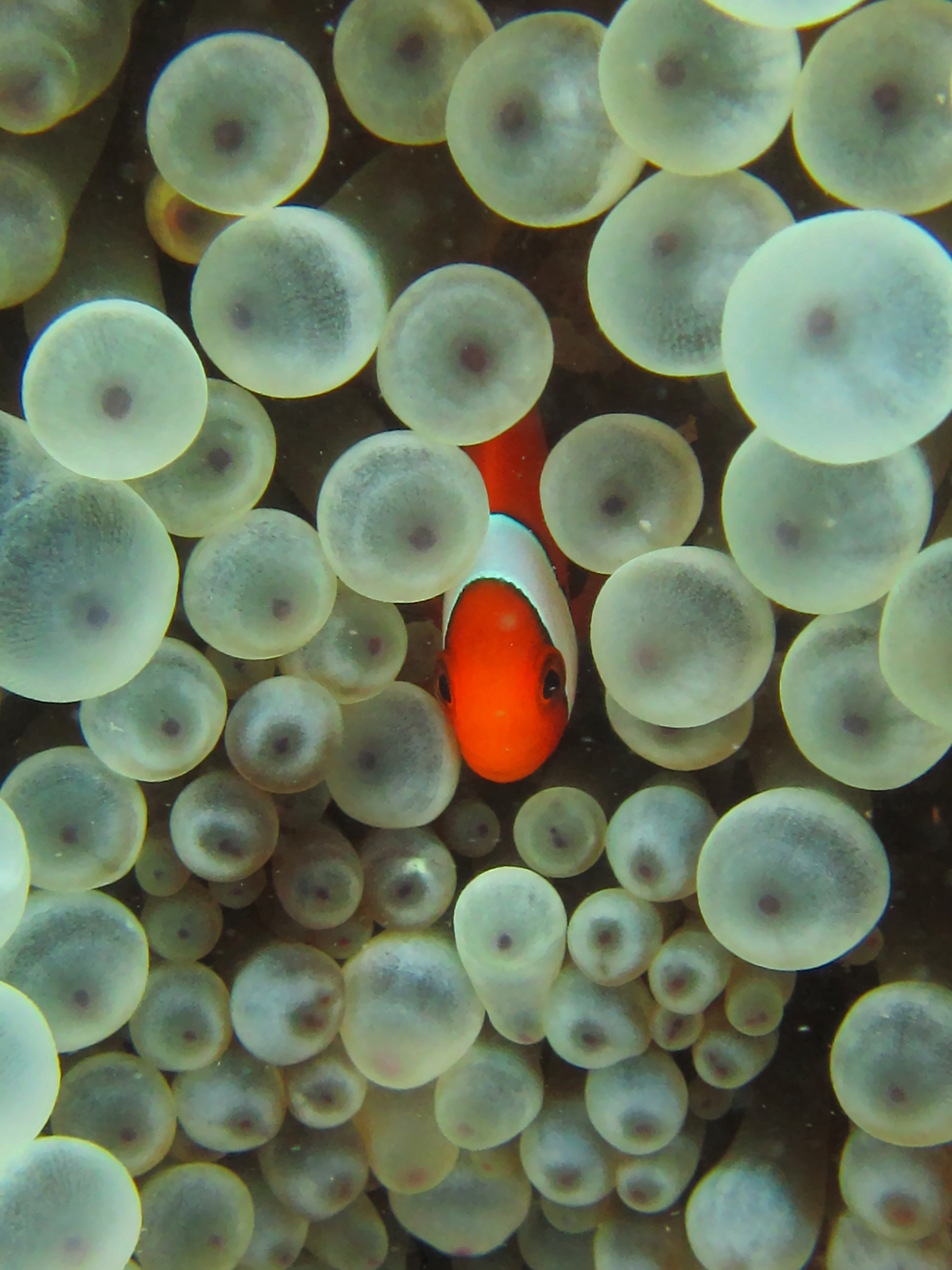 Clownfish tending eggs