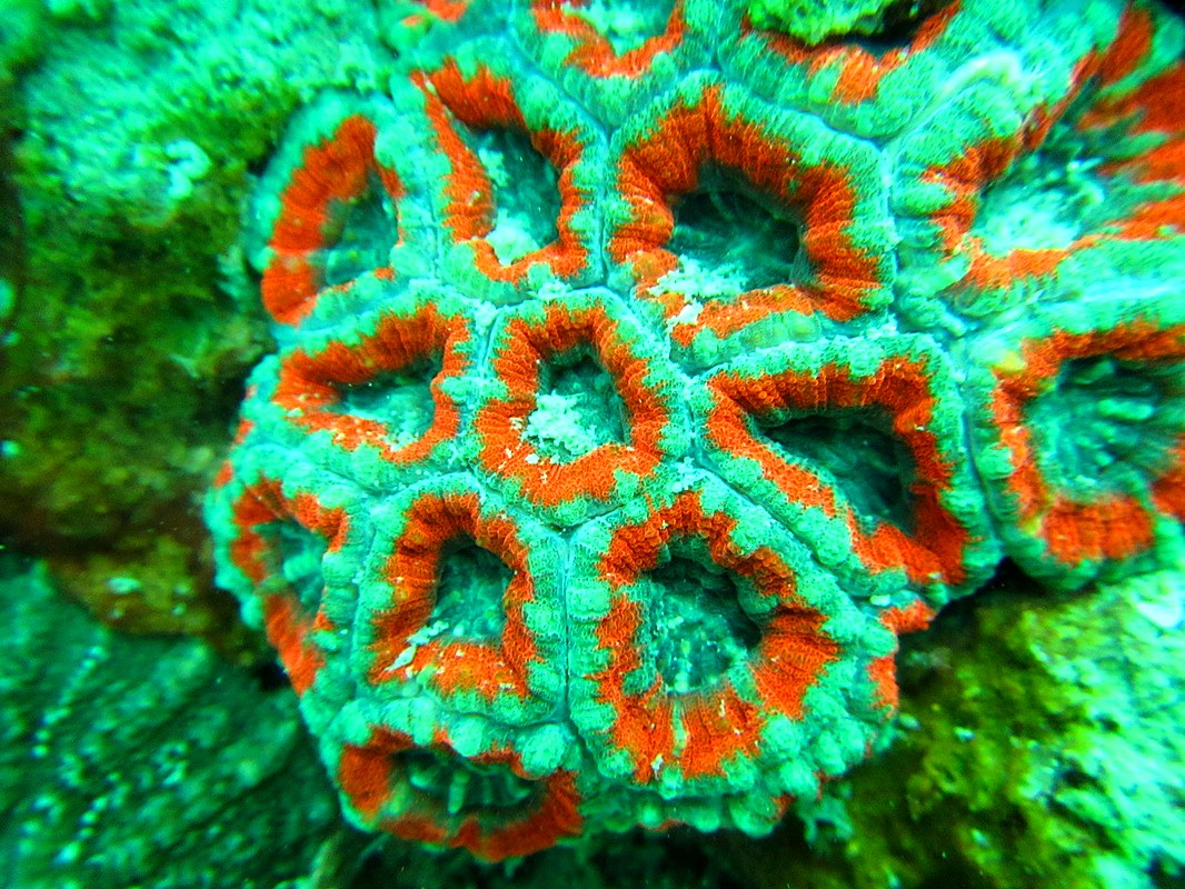 Favid coral colony, jetty coral species survey