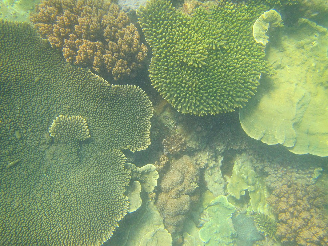 Table coral colonies, jetty coral species survey
