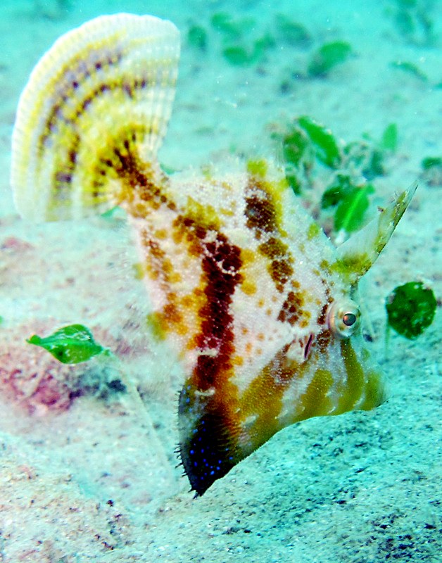 Flatworm on soft coral, Nikoi reef