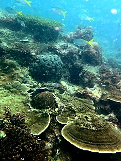 Fringing reef with hard coral cover, Nikoi