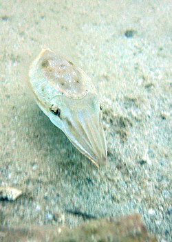 Giant pipefish camouflaged on the sand bank