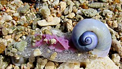 Sand-dwelling snail in rubble