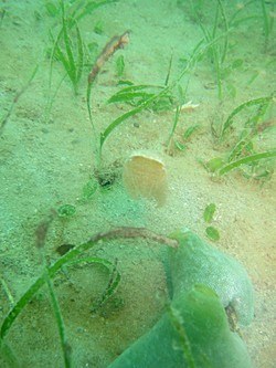 Seagrass bed, Nikoi