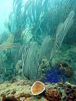 Sea whip garden, Nikoi