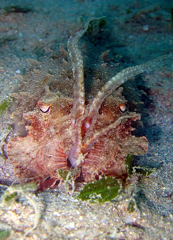 Stonefish camouflaged on the sand bank