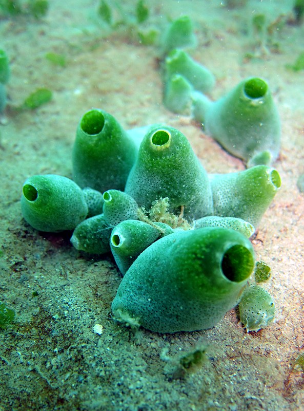 Tunicates growing in the seagrass zone
