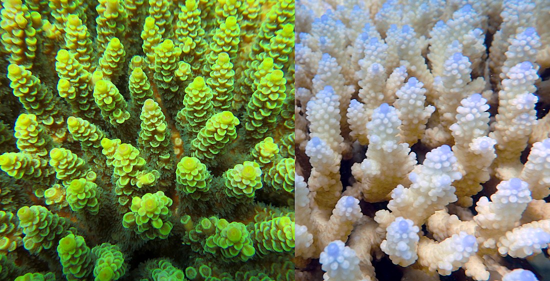 Coral bleaching comparison, healthy versus bleached, May/June 2016