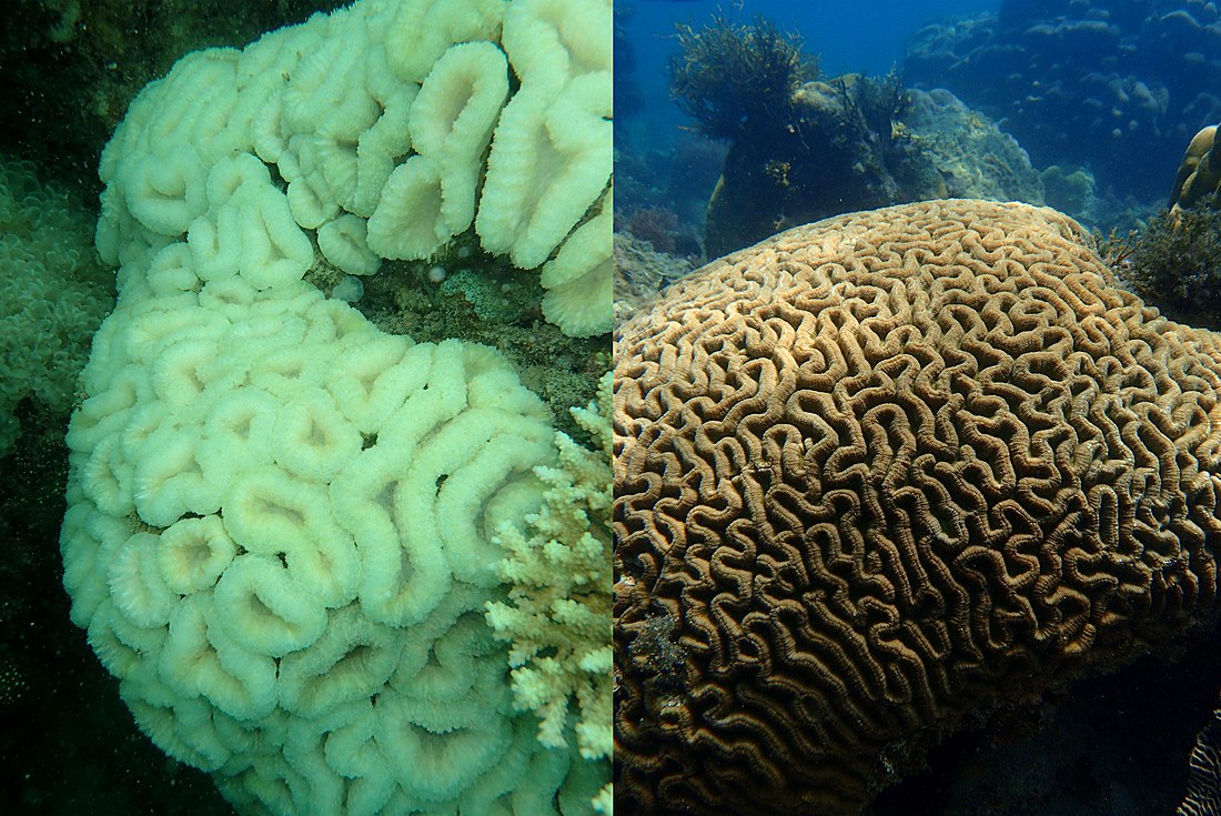 Coral bleaching comparison, healthy versus bleached, May/June 2016