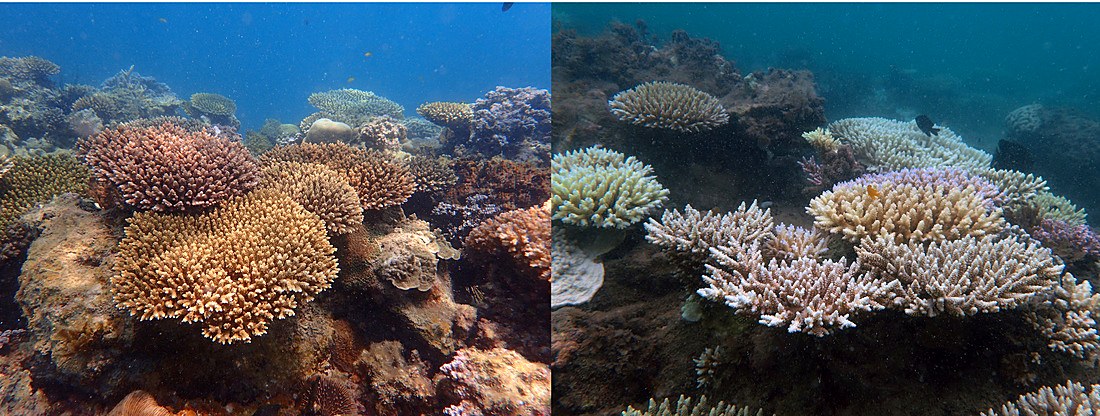 Coral bleaching comparison, healthy versus bleached, May/June 2016