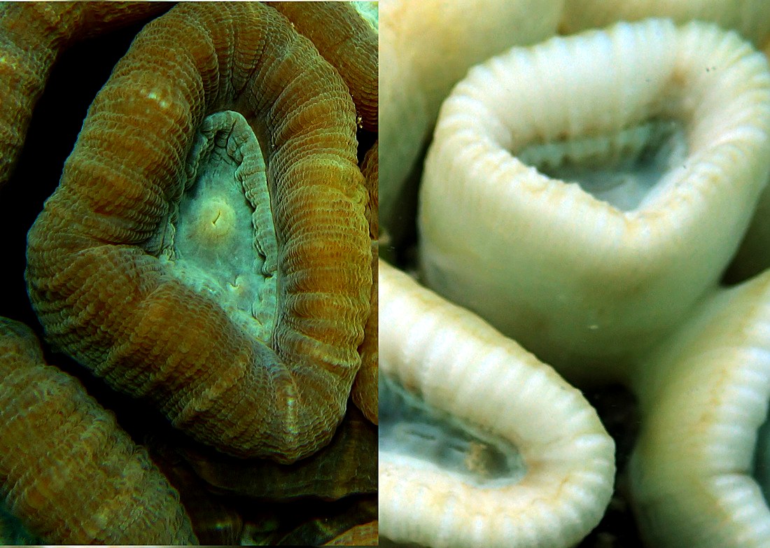Coral bleaching comparison, healthy versus bleached, May/June 2016