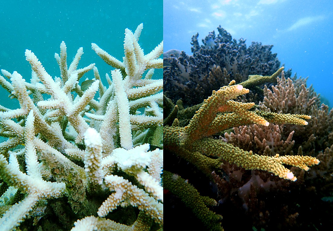 Coral bleaching comparison, healthy versus bleached, May/June 2016