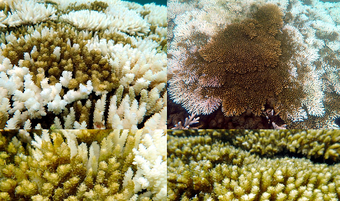 Coral bleaching comparison, healthy versus bleached, May/June 2016