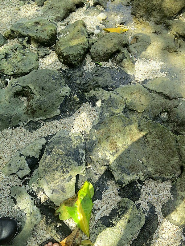 Oil residue on rocks, January 2014 spill survey