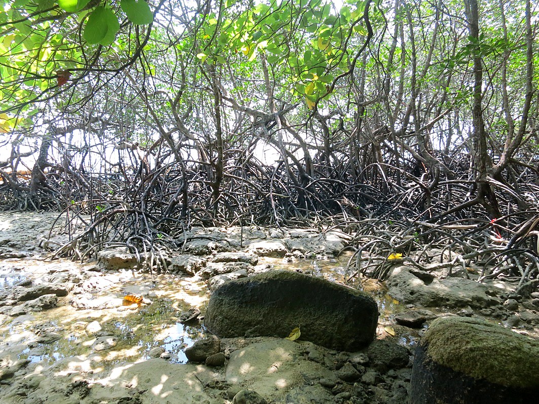 Oil residue among mangrove roots, January 2014