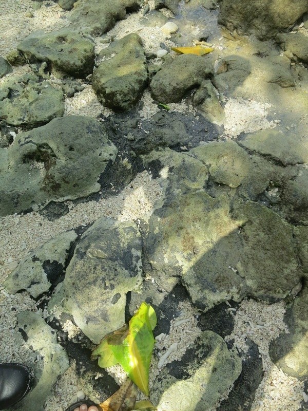 Conservation Surveys 2