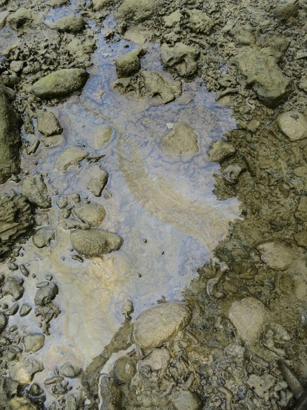 Conservation Surveys 4