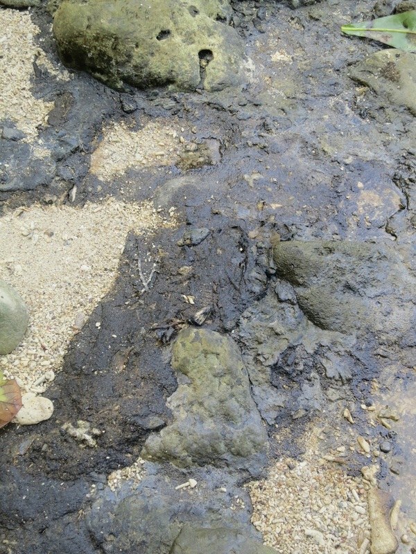 Conservation Surveys 5