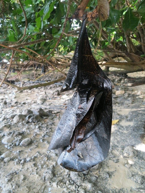 Conservation Surveys 10