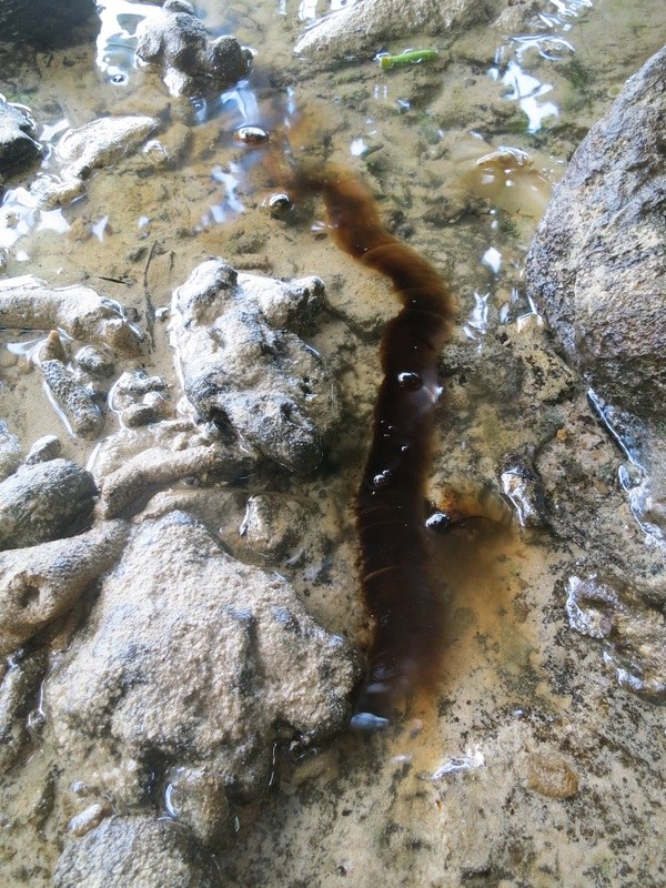Conservation Surveys 11