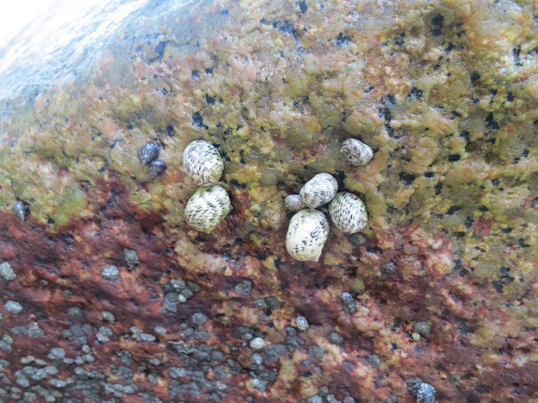 Conservation Surveys 15