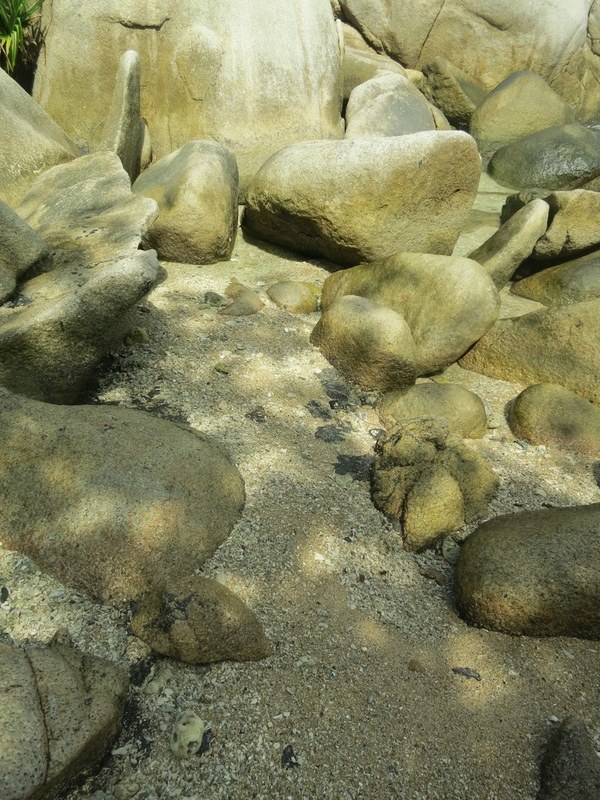Conservation Surveys 17