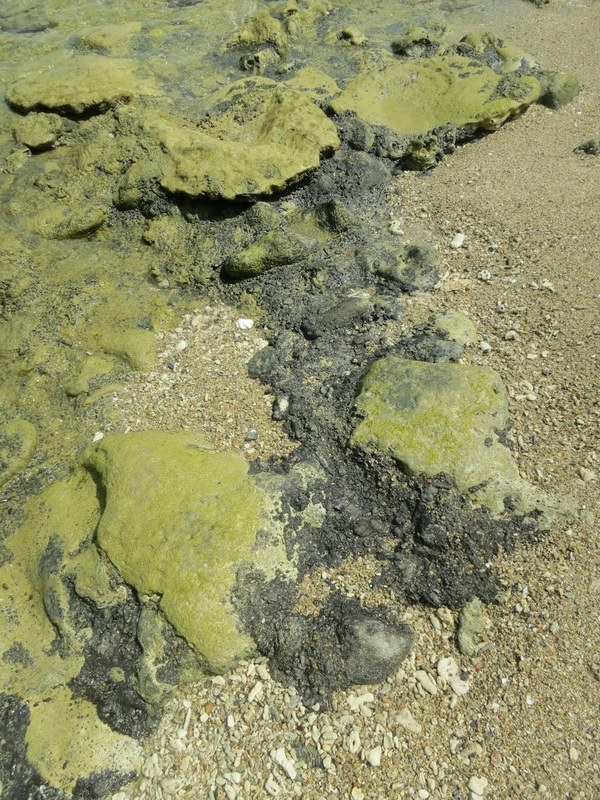 Conservation Surveys 21
