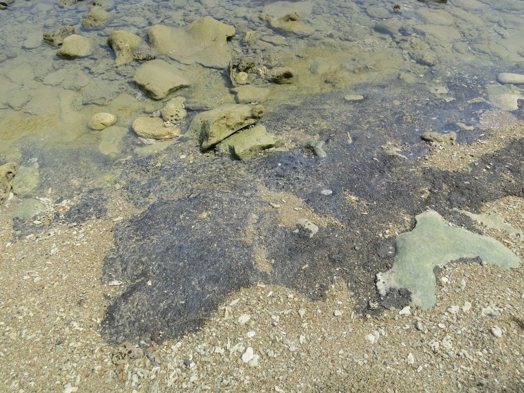 Conservation Surveys 23