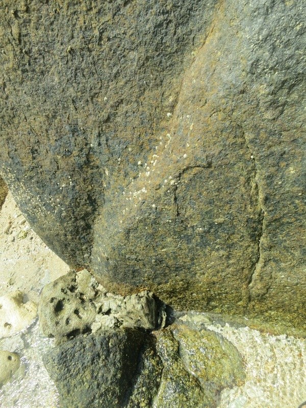 Conservation Surveys 26
