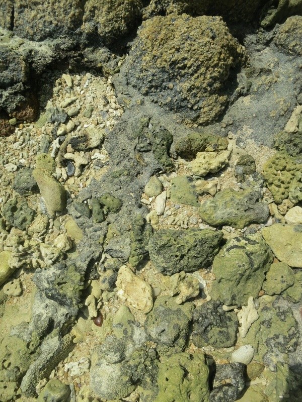 Conservation Surveys 30