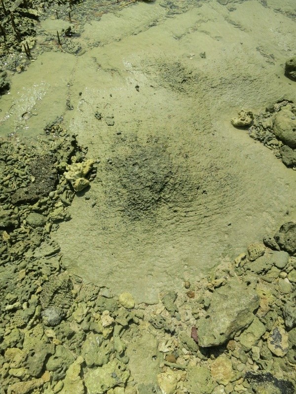 Conservation Surveys 31
