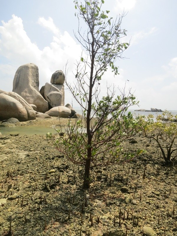 Conservation Surveys 32
