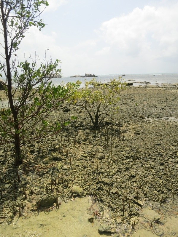 Conservation Surveys 33