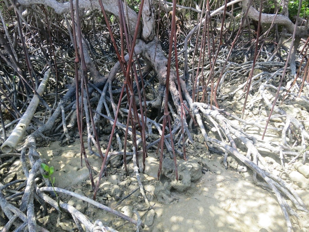 Conservation Surveys 42