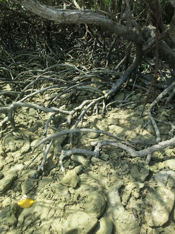 Conservation Surveys 43