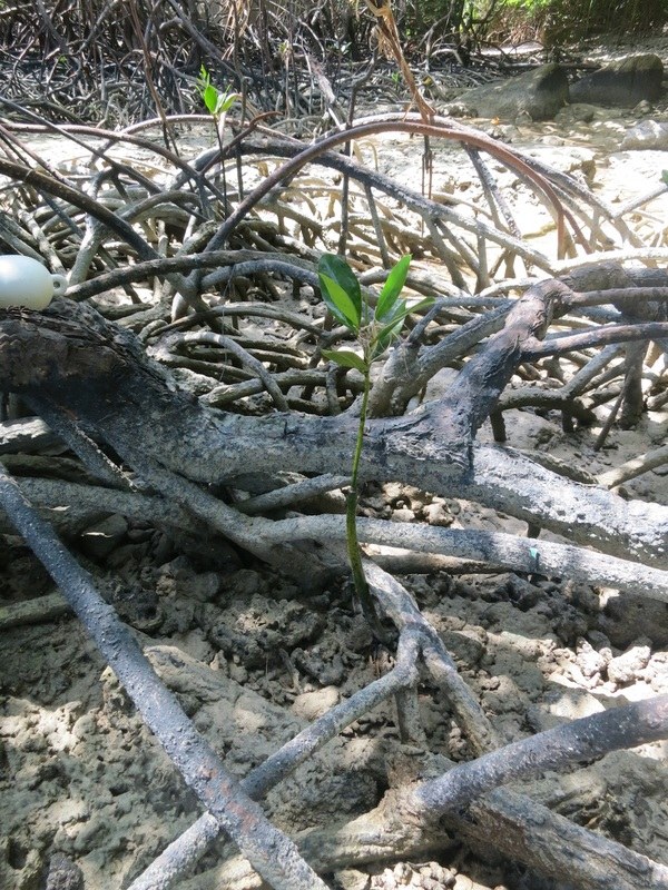 Conservation Surveys 44