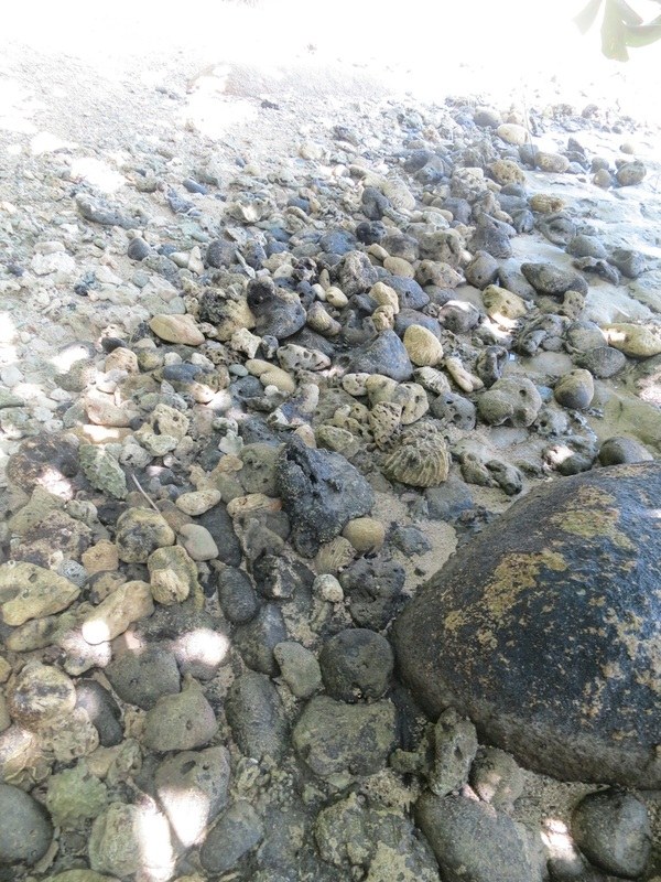 Conservation Surveys 45