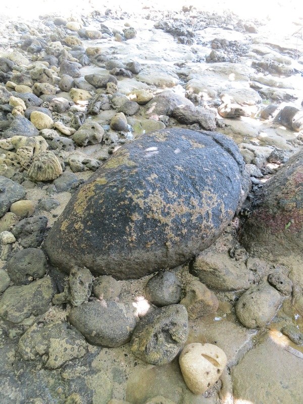 Conservation Surveys 46