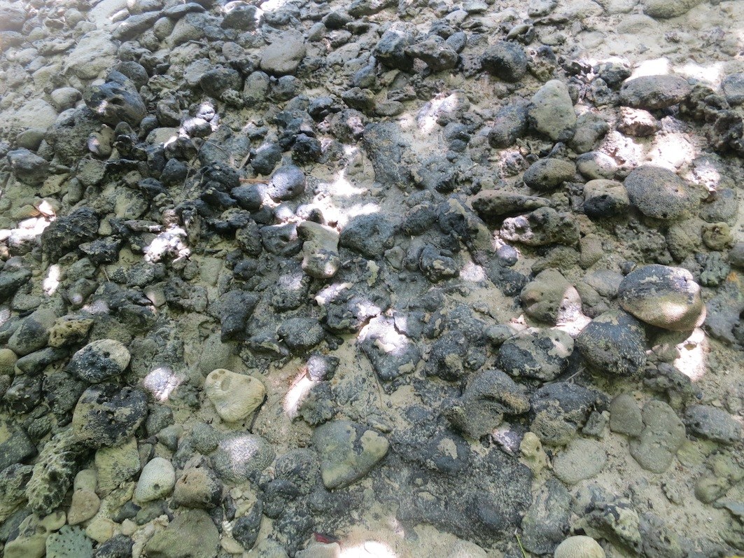 Conservation Surveys 47