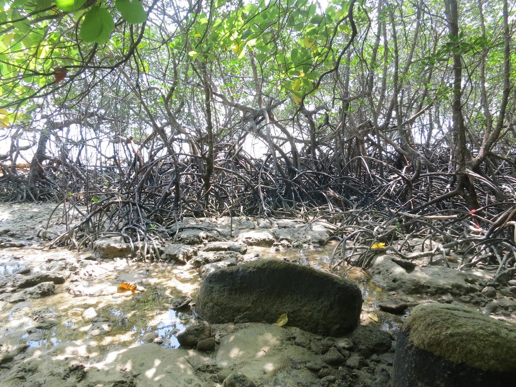Conservation Surveys 48