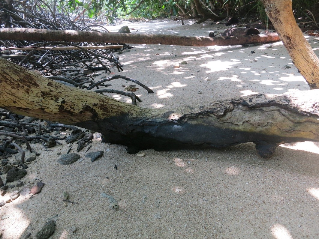 Conservation Surveys 49