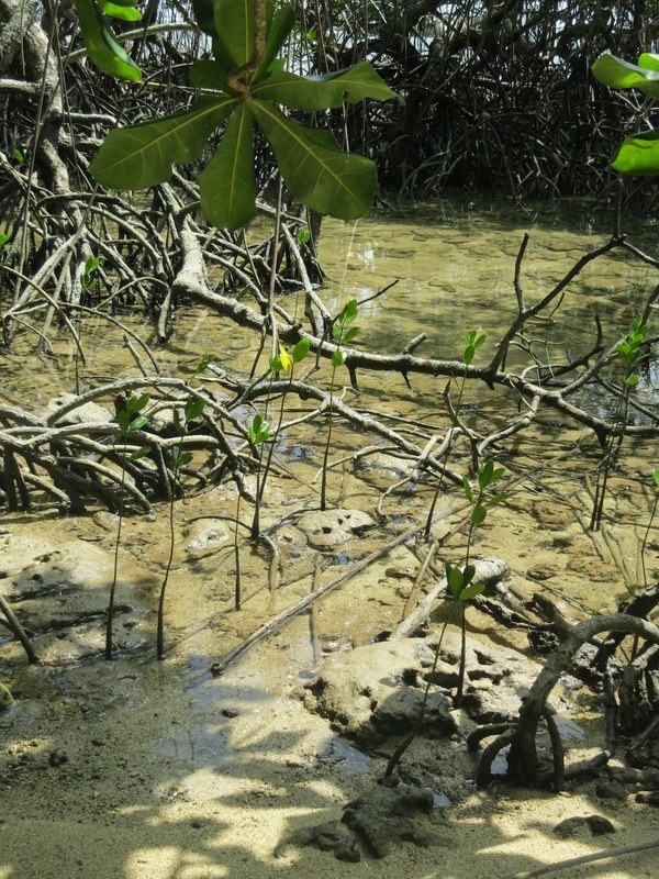 Conservation Surveys 50