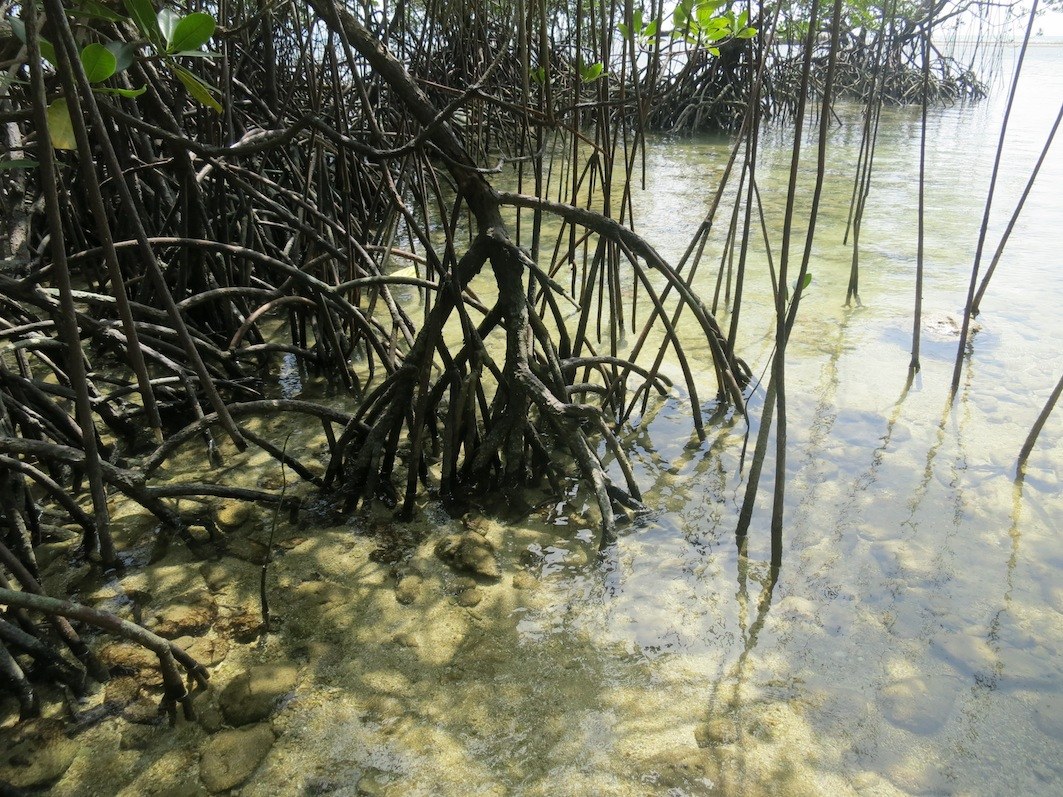 Conservation Surveys 51
