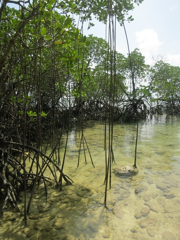 Conservation Surveys 52
