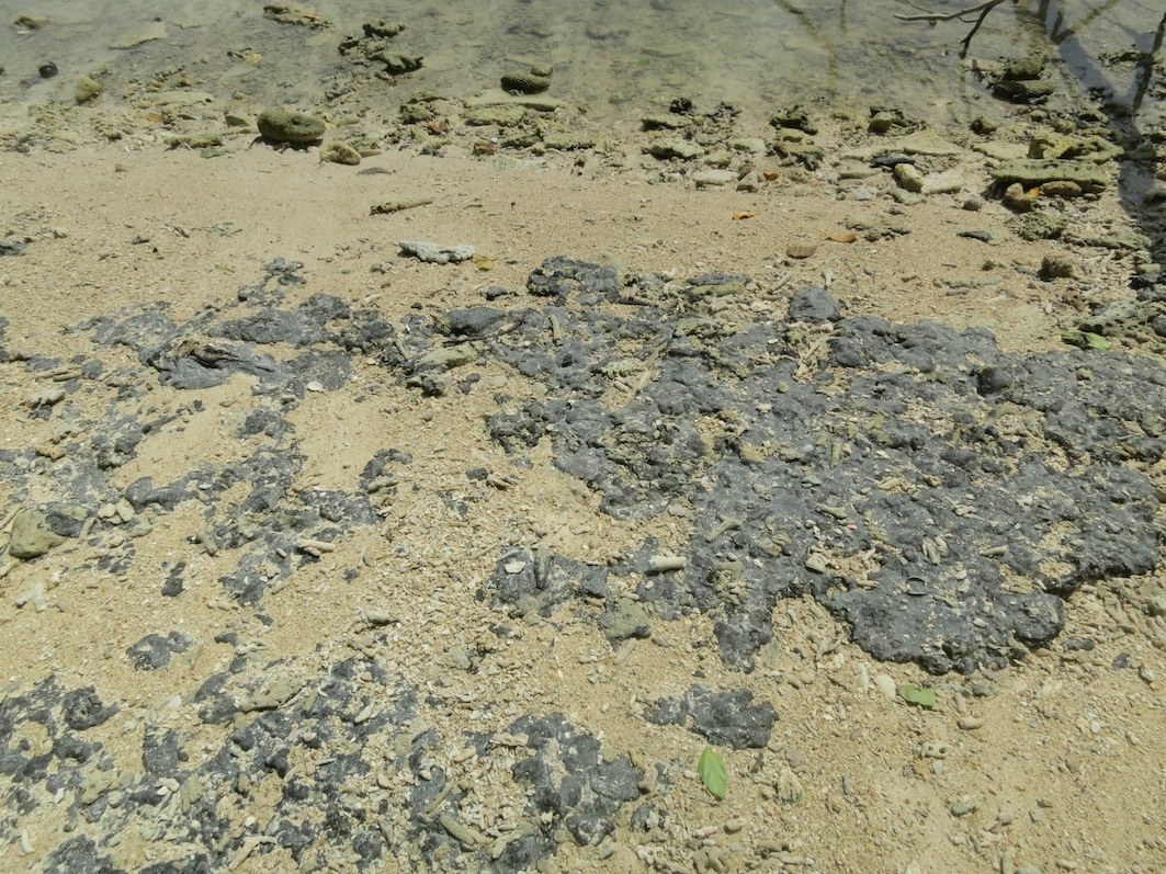 Conservation Surveys 57