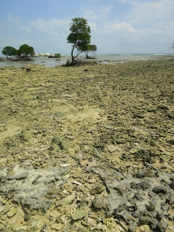 Conservation Surveys 62