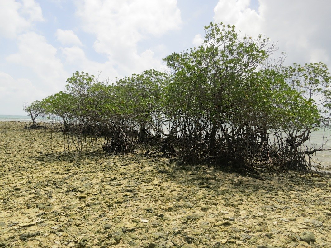 Conservation Surveys 63