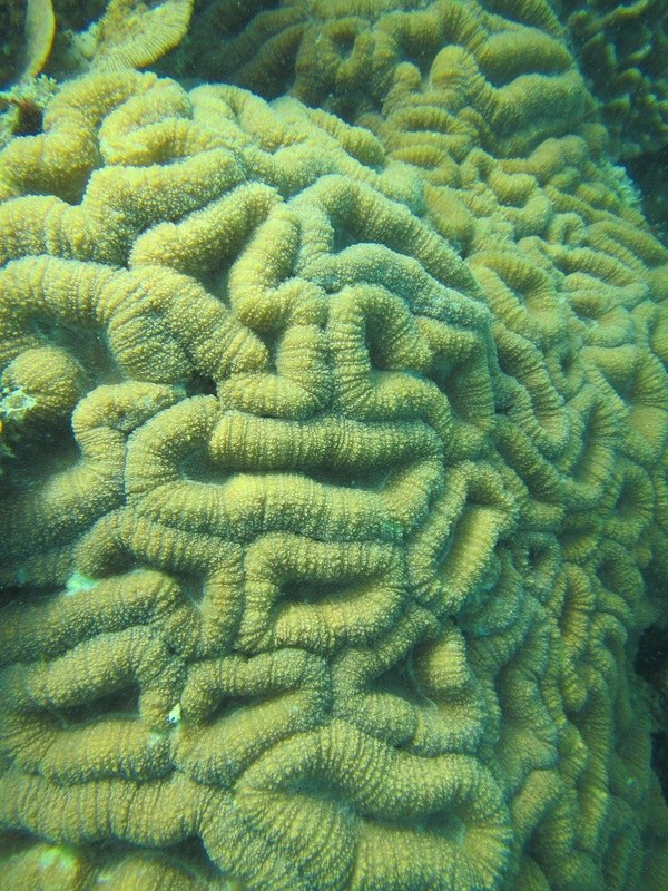 Conservation Surveys 65