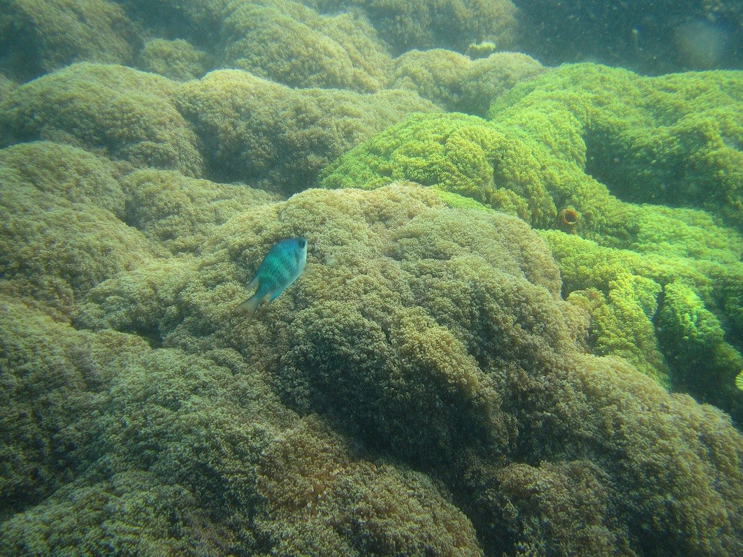 Conservation Surveys 66