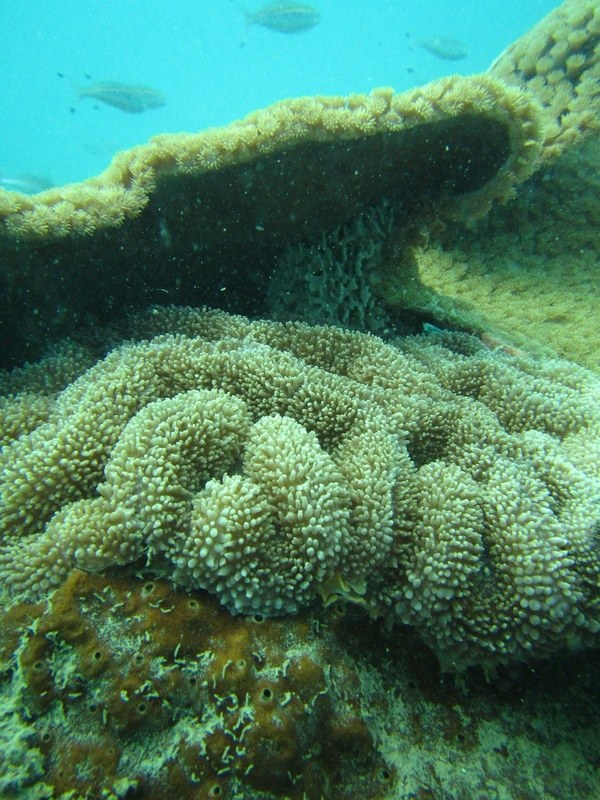 Conservation Surveys 69
